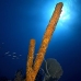 sponge_tube_yellow_sh_jar_v_0203_cub2838.jpg